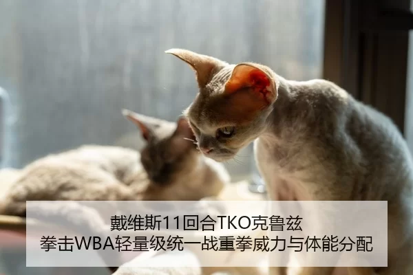 戴维斯11回合TKO克鲁兹 拳击WBA轻量级统一战重拳威力与体能分配